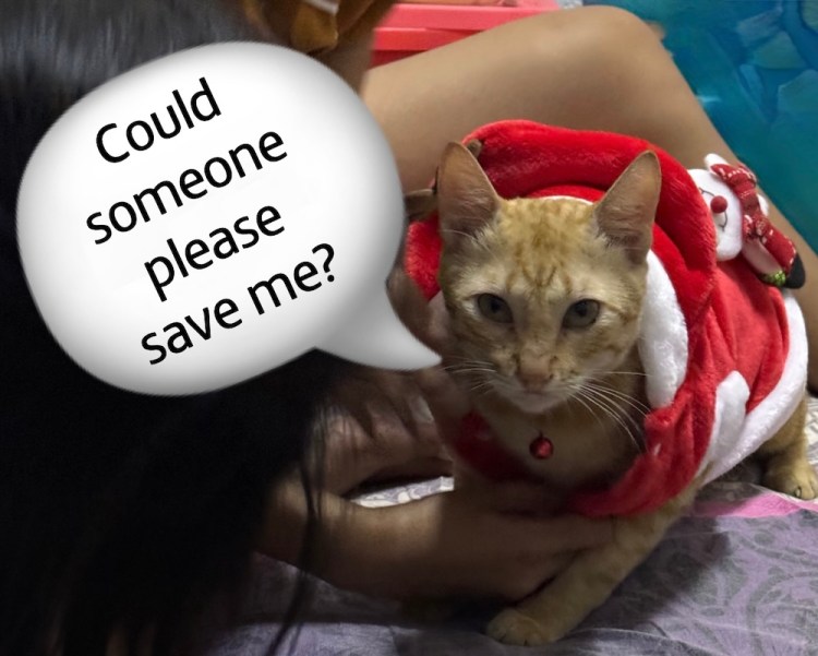 Blog Thursday 29th February 2024 – A lot of planning, a lot of Red tape, New Year together, and, it’s nearly&nbsp;here…